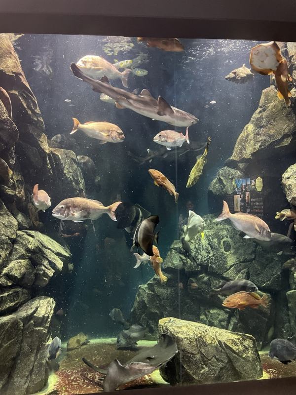 かもすいの魚の展示