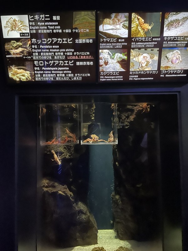 かもすいの甲殻類の展示